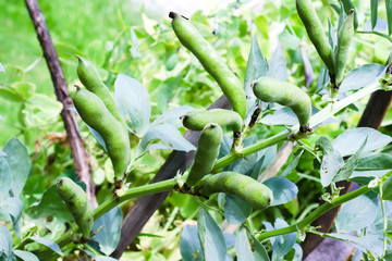 Ripe pods of beans on the stem in the garden. Agricultural concept, farming season.