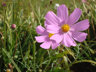 Fototapeta premium Astra chamomile, or Italian (lat. Aster amellus).