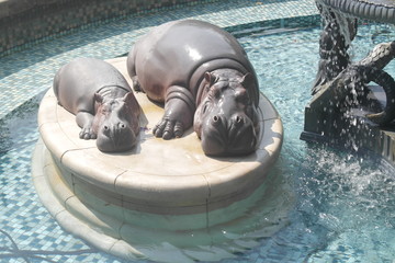 Hippo