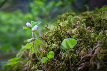 Romantic white spring flower, clover and lichens on the background