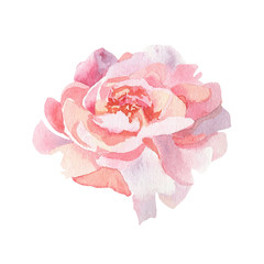 Watercolor peony. Flower illustration. Pink rose isolated on a white background