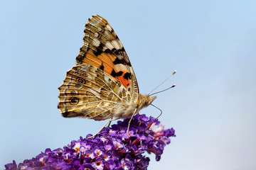 Distelfalter