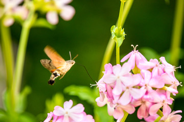 hummingbird hawk-moth on a flower of a soapwort