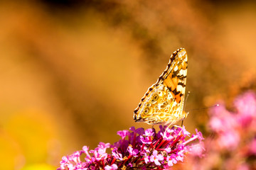painted lady on a flower of a butterfly bush