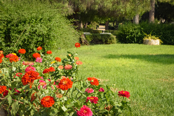 Summer exotic beautiful Cyprus Garden