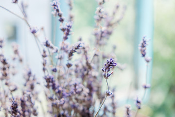 Dry lavender isolated on light background. Close up.