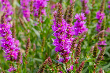 Purple flowers of Lythrum salicaria on a natural background.