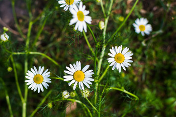 chamomile flowers meadow closeup in natural environment