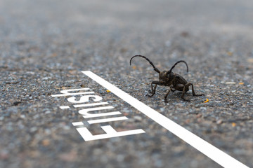 horned beetle crawls to the finish line. concept