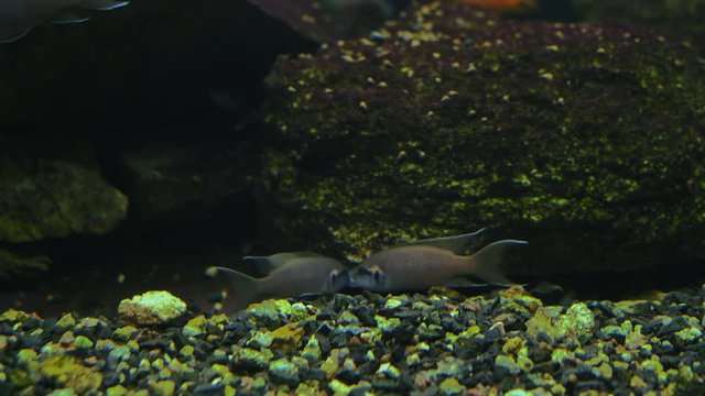 Close-up, Two Little Fish Melanochromis auratus Fight for Food in the Aquarium