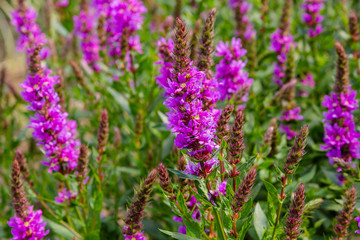 Purple flowers of Lythrum salicaria on a natural background.