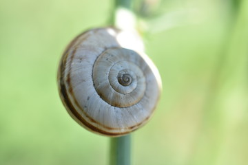 Snail