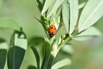 La Coccinelle