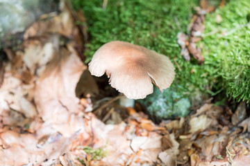 Mushroom in the woods