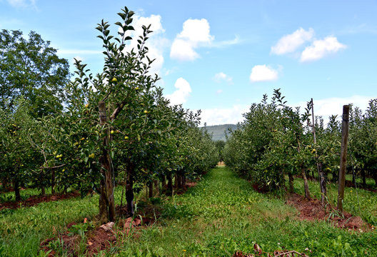 Obstplantage