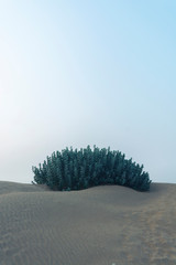 Sand dune with desert plant in Thar Desert, Jaisalmer, Rajasthan State, India