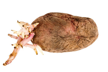 Germinated yellow potato isolated on white background