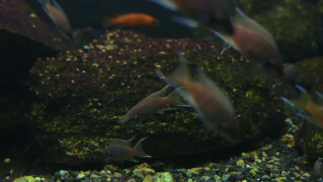 Close-Up Small Fish Melanochromis auratus Swim in Aquarium with Other Fishes