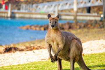 Walleroo located on the Whitsunday Islands, Queensland, Australia