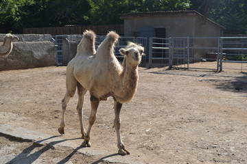 Big Bactrian Camel in the Zoo Aviary