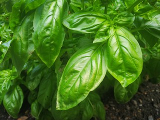 Basil (Ocimum basilicum), also called Great Basil or Saint-Joseph's-wort is a culinary herb of the family Lamiaceae.