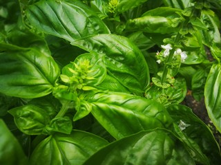 Basil (Ocimum basilicum), also called Great Basil or Saint-Joseph's-wort is a culinary herb of the family Lamiaceae.