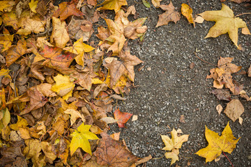 Top view of the colorful autumn leaves lying on the ground. Fading maple and other colored leaves are scattered on the ground. Place for text. Autumn concept.