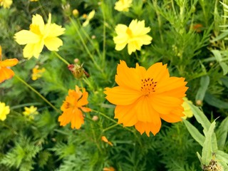 Orange and green Sulfur cosmos flowers in garden
