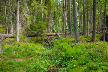 Fototapeta premium Kurjenrahka National Park. Nature trail. Green forest at summer time. Turku, Finland. Nordic natural landscape. Scandinavian national park.