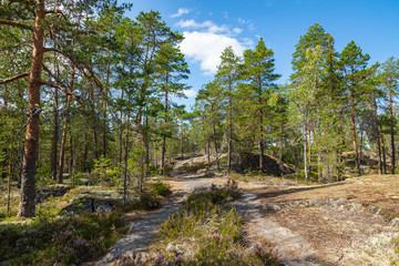 Fototapeta na wymiar Kurjenrahka National Park. Nature trail. Green forest at summer time. Turku, Finland. Nordic natural landscape. Scandinavian national park.