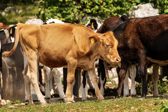 Brown calf in a herd of cows - Italian Alps