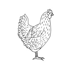 Vector hand drawn doodle sketch chicken isolated on white background
