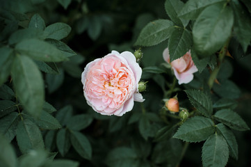 rose in the garden