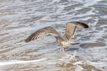Brown Herring Gull flies over sandy beach of the Baltic Sea with waves