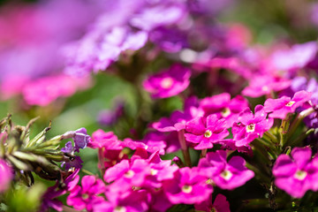 Small pink flowers close up