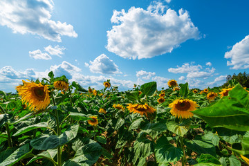 Field of sunflower flowers on a sunny day