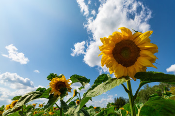 Sunflower flowers on a sunny day
