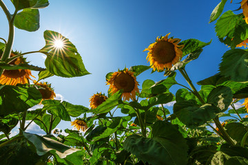 Sunflower flowers on a sunny day