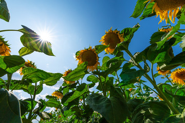 Sunflower flowers on a sunny day