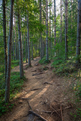 Obraz premium Kurjenrahka National Park. Nature trail. Green forest at summer time. Turku, Finland. Nordic natural landscape. Scandinavian national park.