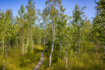 Kurjenrahka National Park. Nature trail. Green forest at summer time. Turku, Finland. Nordic natural landscape. Scandinavian national park.