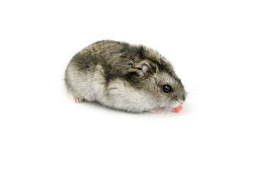 Hamster eats dried apricot. A pet hamster nibbles dried fruits on a white background, isolate.