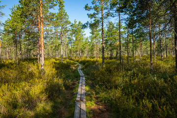 Hiking trail in scandinavian national park in a wetland bog. Kurjenrahka National Park. Turku,...