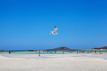 White seagull in blue sky. Crete, Greece.
