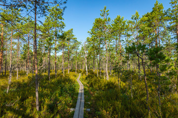 Hiking trail in scandinavian national park in a wetland bog. Kurjenrahka National Park. Turku,...