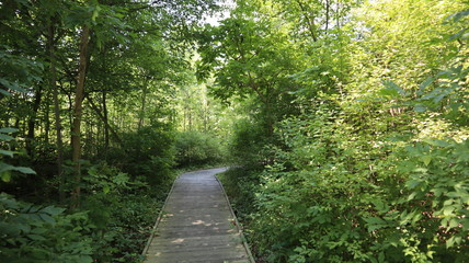 wooden path in woods