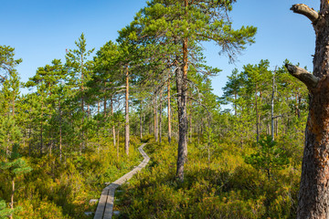 Fototapeta premium Hiking trail in scandinavian national park in a wetland bog. Kurjenrahka National Park. Turku, Finland. Nordic natural landscape.