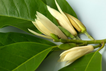 Obraz premium Michelia alba with leaves on white background