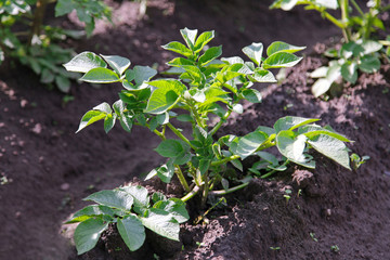 Young potato plant growing on the soil.Potato bush in the garden.Healthy young potato plant in organic garden