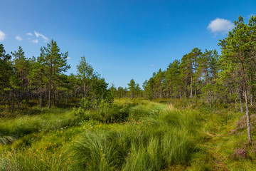 Fototapeta na wymiar Kurjenrahka National Park. Nature trail. Green forest at summer time. Turku, Finland. Nordic natural landscape. Scandinavian national park.